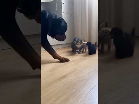 He Threatened the Wrong Family 😼🔥間違った家族に手を出した。 #cutepets #cat #goldenretreivers#shorts