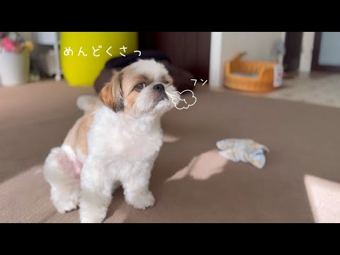 【シーズー】大好きなお洗濯を放棄!!急に反抗期が来るお犬さまw w w【犬Vlog】