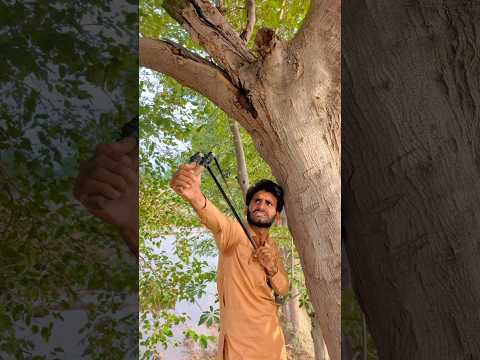 Bache NY birds ko Bacha Lia 🦜#shorts