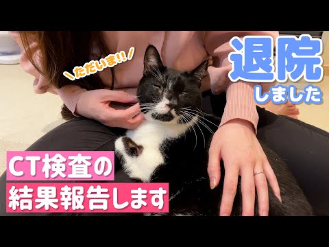 【CT検査結果報告】緊急入院した猫が帰ってきました！【鼻腔内腫瘍の疑い】