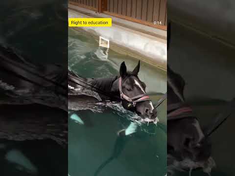 How to train a horse for swimming #shorts #horse