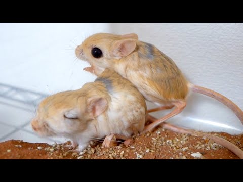変なネズミが増えました