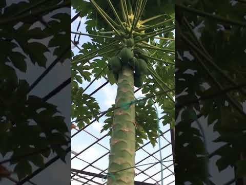 Cam Seramdaki Papaya Ağacım. Tropikal Meyve