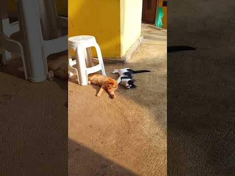 pagi gess #cat #catvideos #kucingoyen