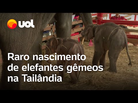 Elefantes gêmeos nascem na Tailândia; veja vídeo de evento raro