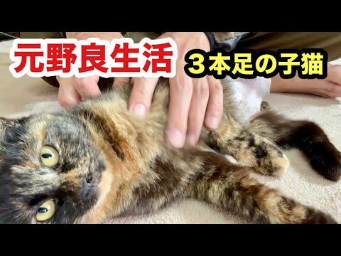過酷な野良生活から一転した3本足の子猫