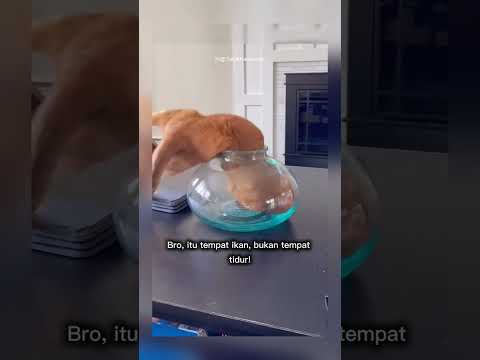 kucing masuk dalam kaca #shorts #short