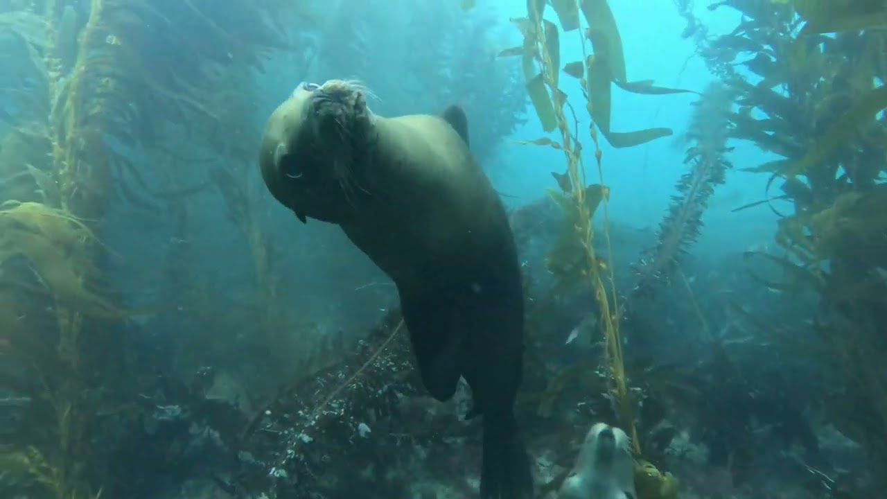 La Jolla Cove Dive with brand new open water Diver Gavin Thomas. Another awesome day underwater. Cannot ask for more.