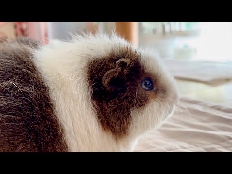 聞こえなくなったモルモット The deaf guinea pig
