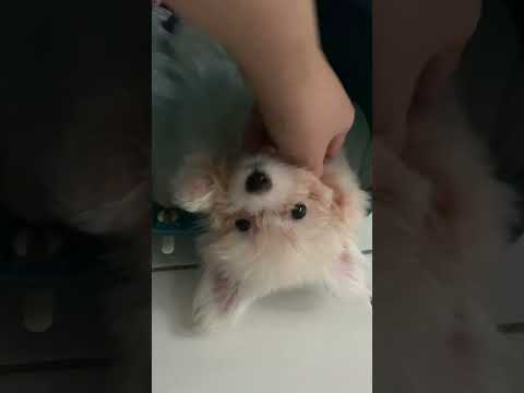 🐶 Puppy Maltese Says hi! #puppy #maltese
