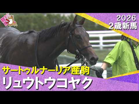 7番人気のリュウトウコヤクが快勝!田山騎手「精神的に良くなれば」2026年6月20日(土)2歳新馬 阪神芝1400m 実況:服部優陽【カンテレ公式】