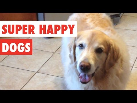 Super Happy Dogs | Funny Dog Video Compilation 2017 - UCPIvT-zcQl2H0vabdXJGcpg