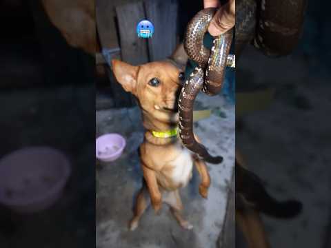 Chó và rắn con nào mạnh hơn  #snake#pets #dog