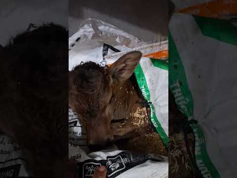 phần 5.mưa to quá, làm nhà tạm cho em bê. #thanh vlog2271