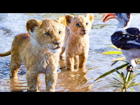 THE LION KING All Movie Clips + Trailer (2019) - UCA0MDADBWmCFro3SXR5mlSg