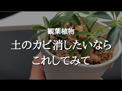 【初心者必見】白いふわふわで絶望…観葉植物にカビを生やさないための予防法と効果のある簡単な対処法