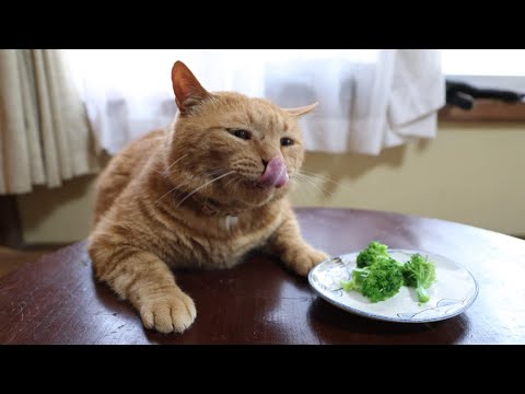 ちゃぶ台の上の茹でブロッコリー 250908