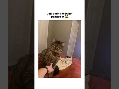 Cats don’t like being pointed at 😂