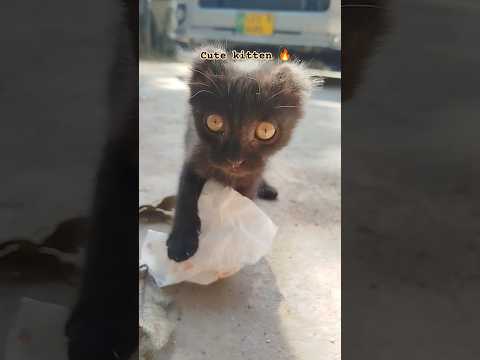 cat 🫣 cat's lovers like me🥰♥️ labubu 😺