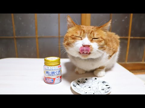 猫の動画サムネイル - ちゃぶ台の上のちゅ～るドリンク 　250623