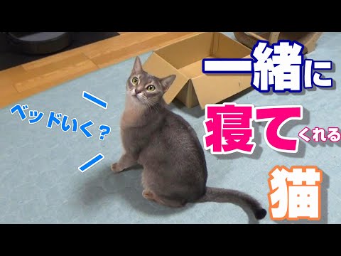 実はママのことが大好きだった猫が毎晩添い寝してくれます【スコティッシュフォールド】【アビシニアン】