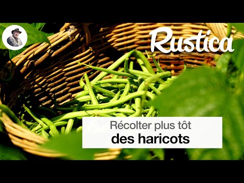 Semer des haricots sous abri pour une récolte précoce