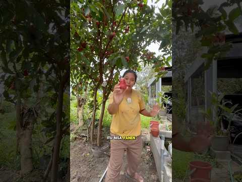 Jambu petik langsung hap emang enak, tapi harus hati-hati, ada belatungnya #kebun #berkebun #garden