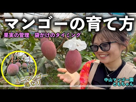 【マンゴー栽培】果実肥大期の大切な作業についてマンゴー女子に聞いてみた！【中山マンゴー園 ともちゃん】