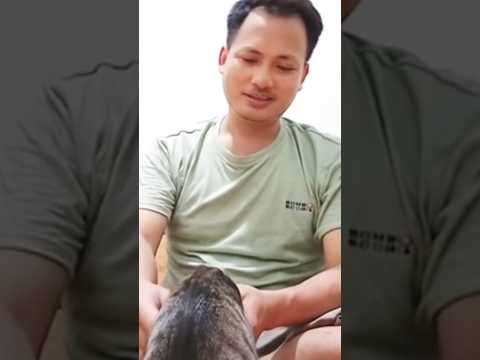 haru, kucing ini mencium tangan orang yang merawatnya #shorts #cat #kucing #marriageproposals