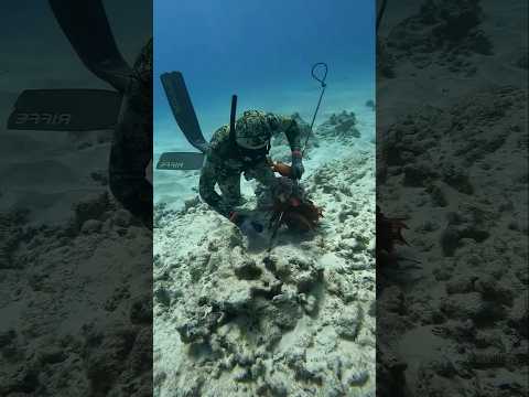 ডুবরি সমুদ্রের গভীরে মাছ শিকার করে কিভাবে 😱 #shortvideo