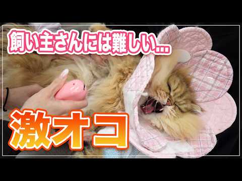 【ティノちゃん】超激オコなのに笑って施術してくれるみーちゃん先生が頼もしすぎる | これだけ激オコだと飼い主さんには厳しいかも【ペルシャ】