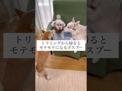 スーパーモテモテタイム #shorts