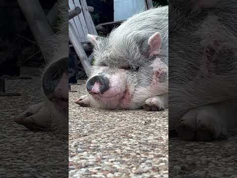 This #happy pig is having #sweetdreams I believe. #smcfritters #pigsofyoutube