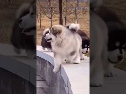 Puppy can’t stay on his feet! 🐶🤣 #dog #puppy #pets