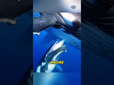 La Leche Más Extraña del Planeta 🌊🐋