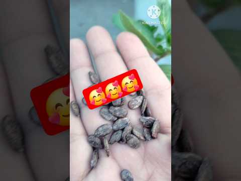 how to  grow  watermelon 🍉 🥰##shorts #shorts #shorts ##gander