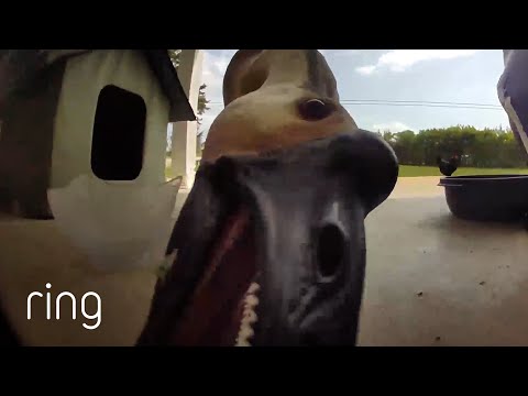 What Happens When a Goose Mistakes a Camera for Food? | RingTV