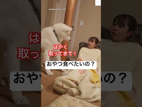 おやつ食べたい‼️妹におねだりする秋田犬😂　#秋田犬　#大型犬　#かわいい犬 #犬のいる暮らし #かわいい サムネイル