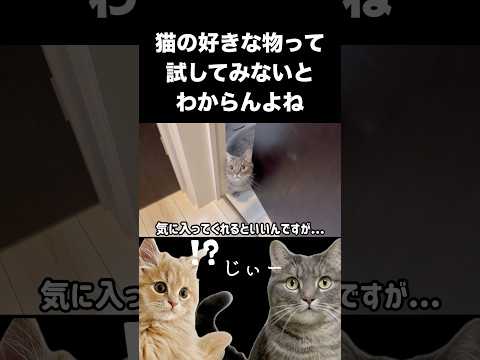 猫の動画サムネイル - Amazonでポチッたものが届いたので...#shorts #猫 #猫好きさんと繋がりたい