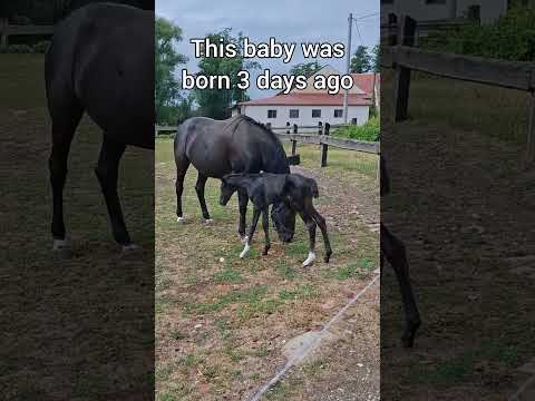He's 3 days old 🐴 #horse #equestrian #horseshorts