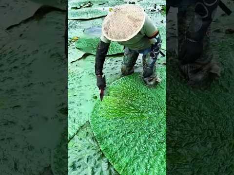 how to agriculture #fruit #farming #facts #food #satisfying #pepperspray #forageharvest #fruitcul