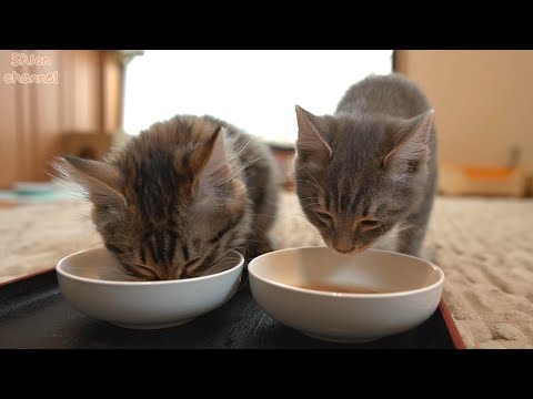 偏食の子猫に久々にスープをあげたらこうなりました…
