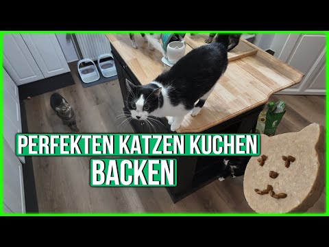 Katzenkuchen selber backen - Teddy und Charlie haben Geburtstag