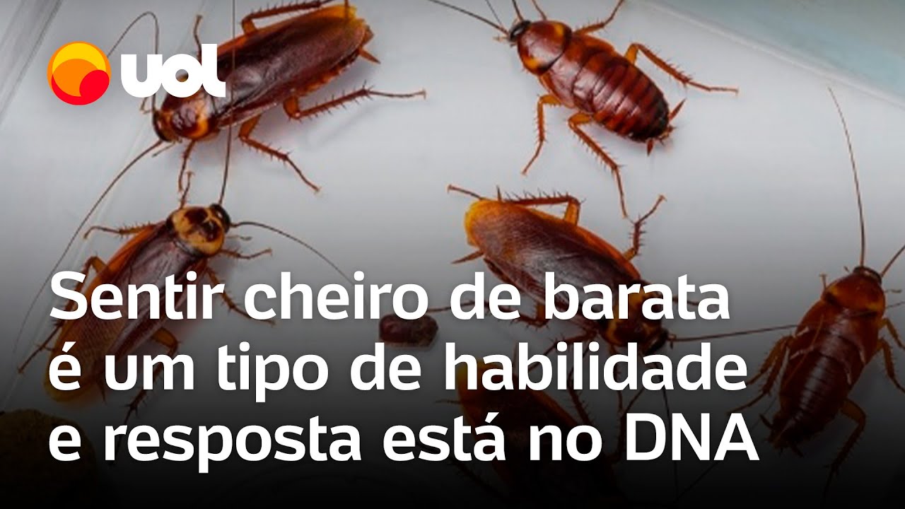 Barata tem cheiro? Veja por que algumas pessoas sentem o odor do inseto e outras não; vídeo
