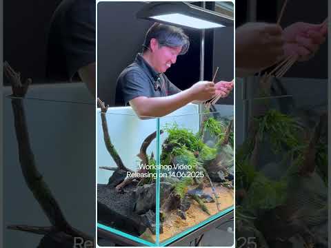 Best Aquascaping Workshop of 2025! 