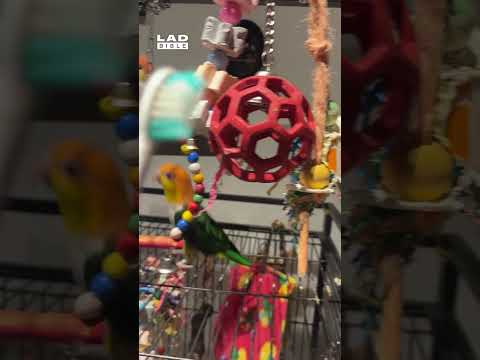 My parrot loves the sound of my toothbrush 🤣 (🎥: ViralHog)