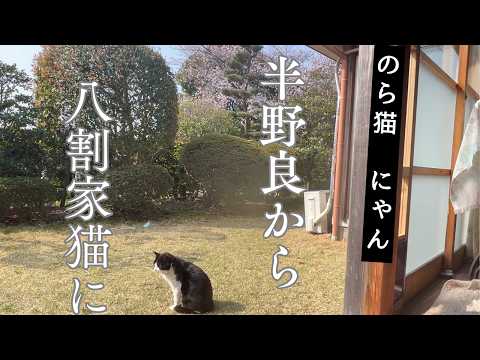 半野良から八割家猫へ|He is being a semi-stray to being 80% house cat