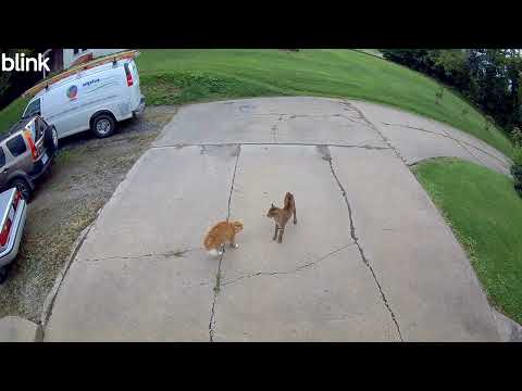 Orange cat vs. Bobcat! #catshorts #catviral