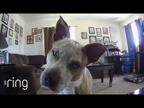Adorable Dog Reacts to Being Called Through Ring Cam | RingTV
