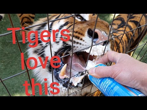 michael jamison is live! now!